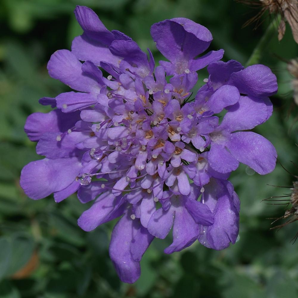 Photo of Pincushion Flower (Scabiosa columbaria 'Butterfly Blue') uploaded by dirtdorphins
