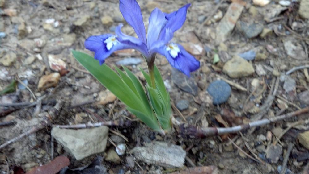 Photo of Species Iris (Iris cristata) uploaded by plantcollector