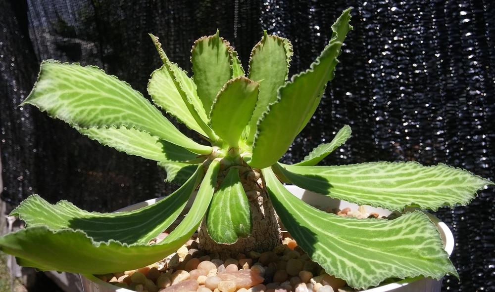 Photo of Euphorbia (Euphorbia venenifica) uploaded by LAGardengirl