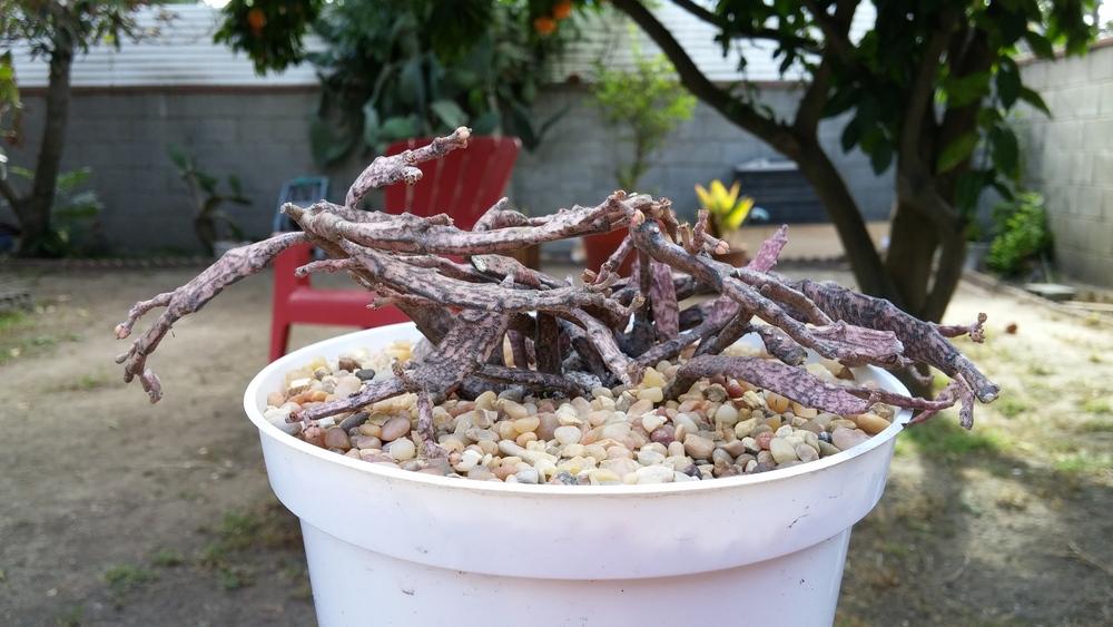 Photo of Dead Stick Plant (Euphorbia platyclada) uploaded by LAGardengirl