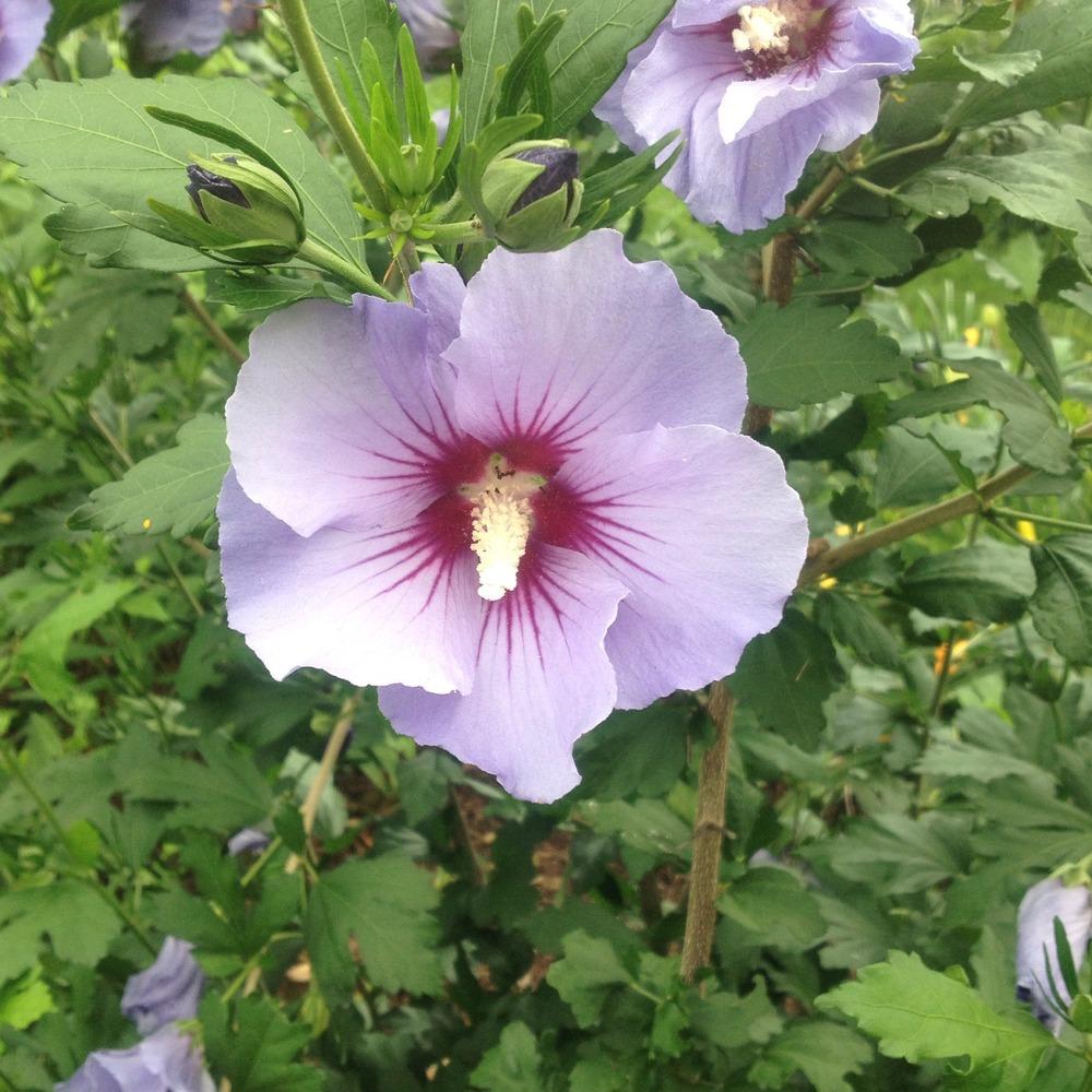Photo of Rose of Sharon (Hibiscus syriacus Blue Satin®) uploaded by csandt