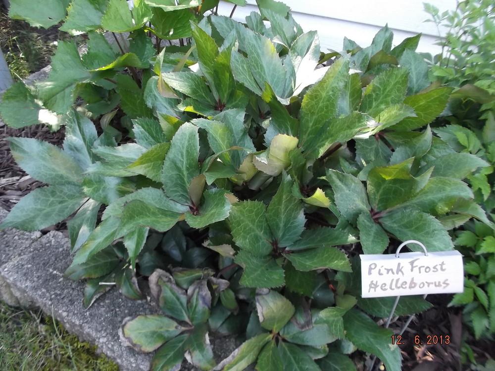 Photo of Hellebore (Helleborus Gold Collection® Pink Frost) uploaded by linjarvis