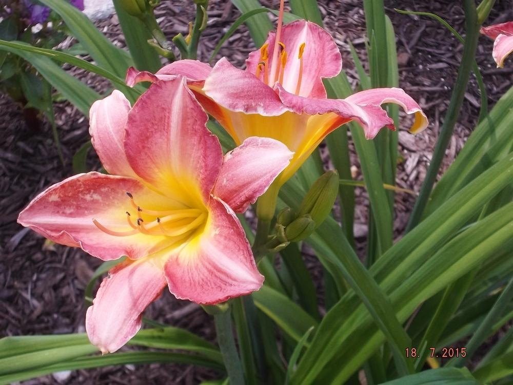 Photo of Daylily (Hemerocallis 'Chicago Candy Cane') uploaded by linjarvis