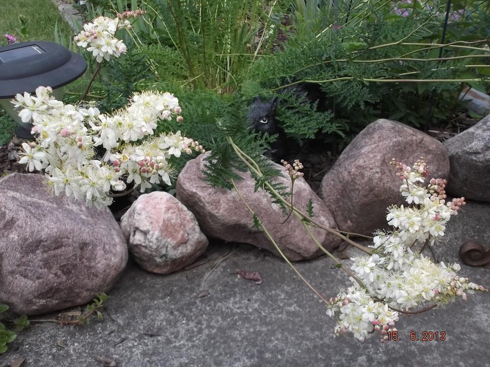 Photo of Meadowsweet (Filipendula vulgaris) uploaded by linjarvis