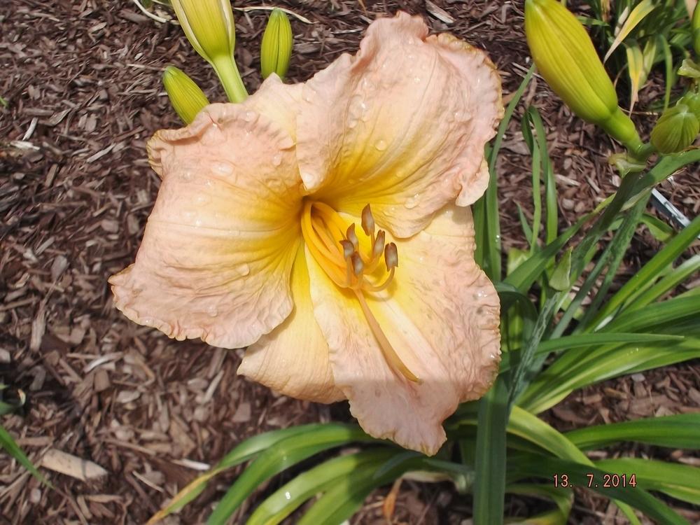 Photo of Daylily (Hemerocallis 'Castles in the Air') uploaded by linjarvis