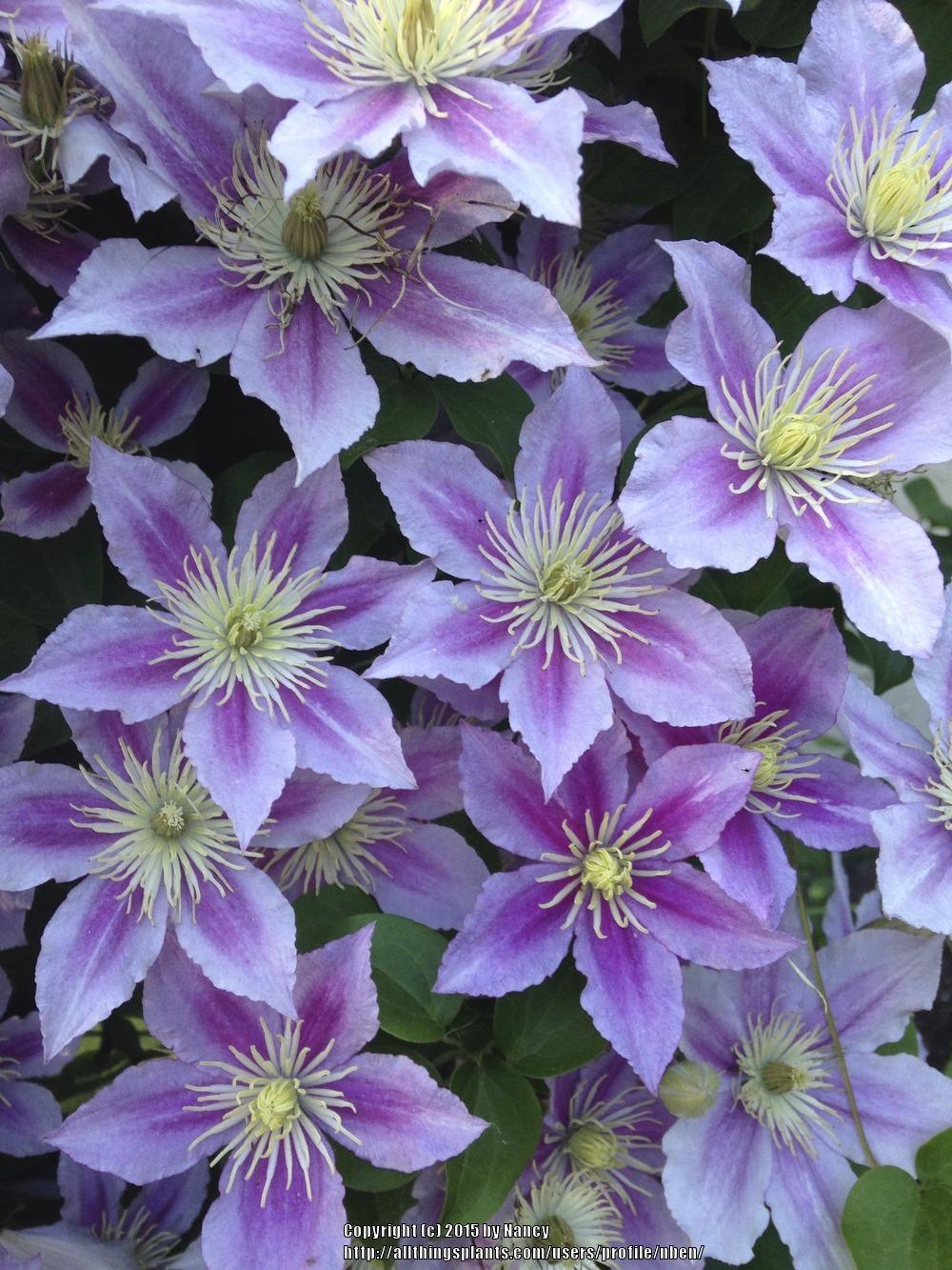 Photo of Clematis 'Piilu' uploaded by nben