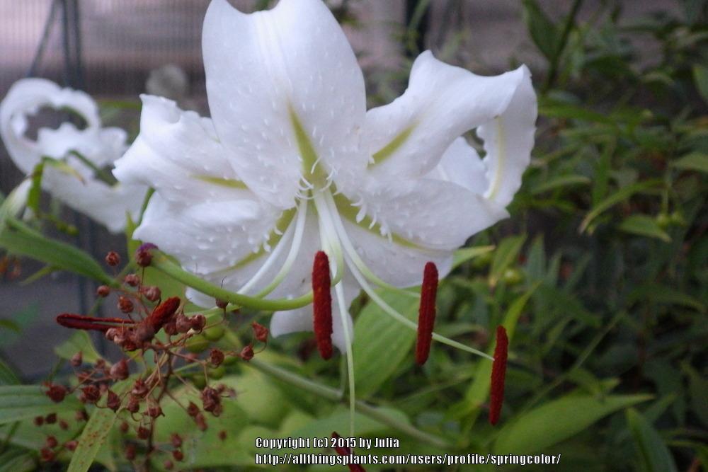 Photo of Lily (Lilium speciosum 'Album') uploaded by springcolor