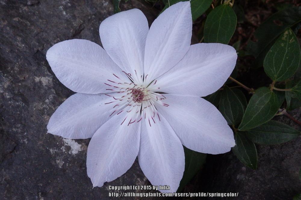 Photo of Clematis 'Henryi' uploaded by springcolor