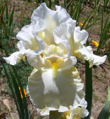 Photo of Tall Bearded Iris (Iris 'Lovely Lois') uploaded by Calif_Sue