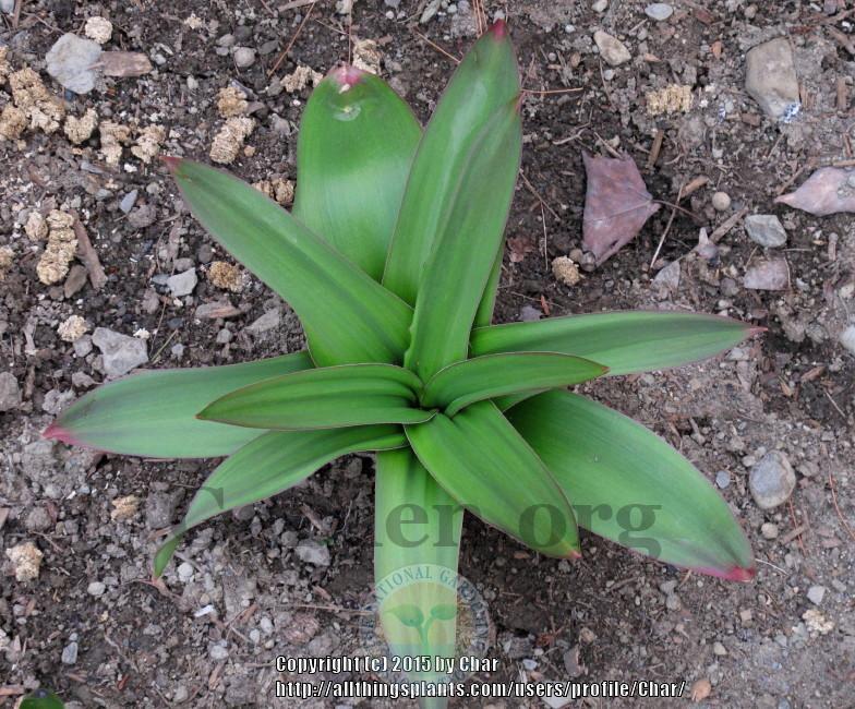 Photo of Giant Allium (Allium giganteum 'Globemaster') uploaded by Char