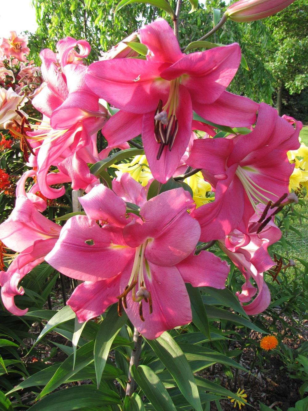 Photo of Lily (Lilium 'Robina') uploaded by Roosterlorn
