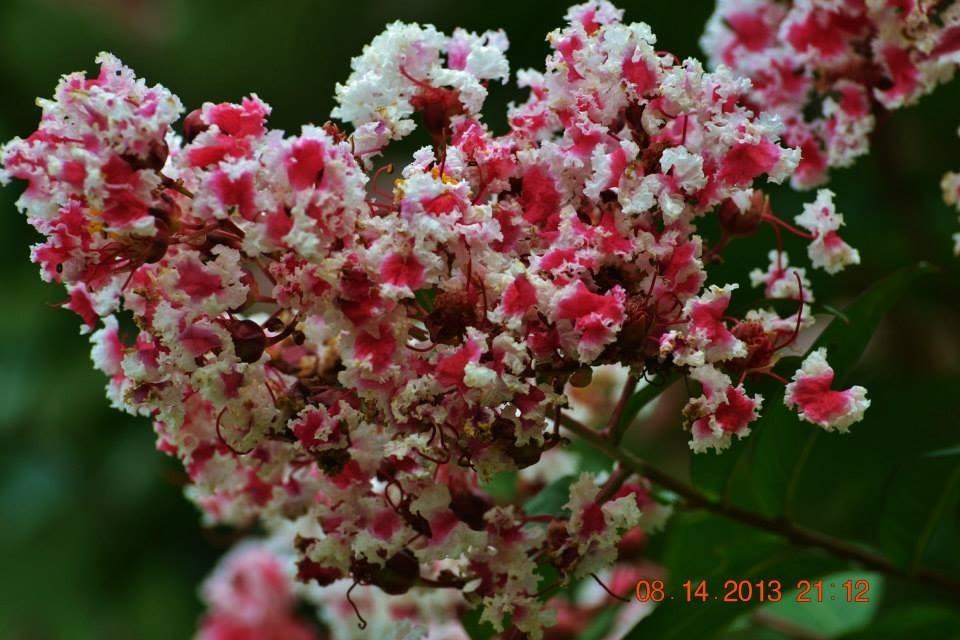 Photo of Crepe Myrtle (Lagerstroemia indica 'Peppermint Lace') uploaded by Suga