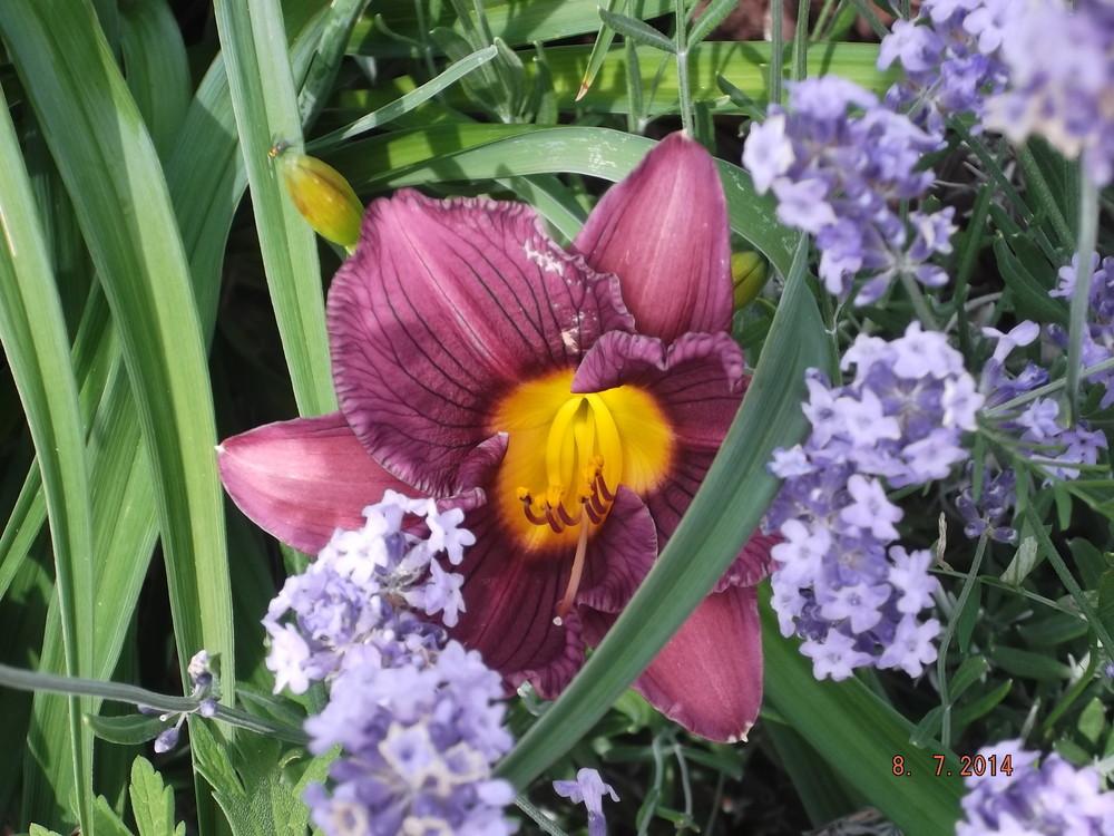 Photo of Daylily (Hemerocallis 'Purple De Oro') uploaded by linjarvis