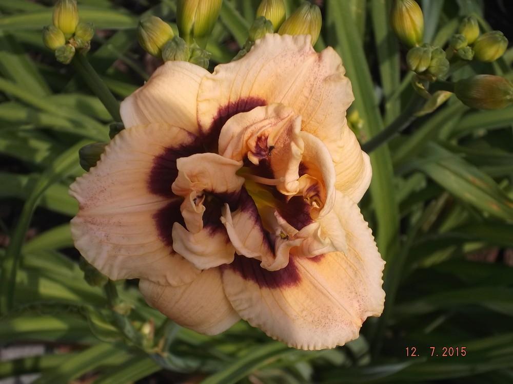 Photo of Daylily (Hemerocallis 'Roswitha') uploaded by linjarvis