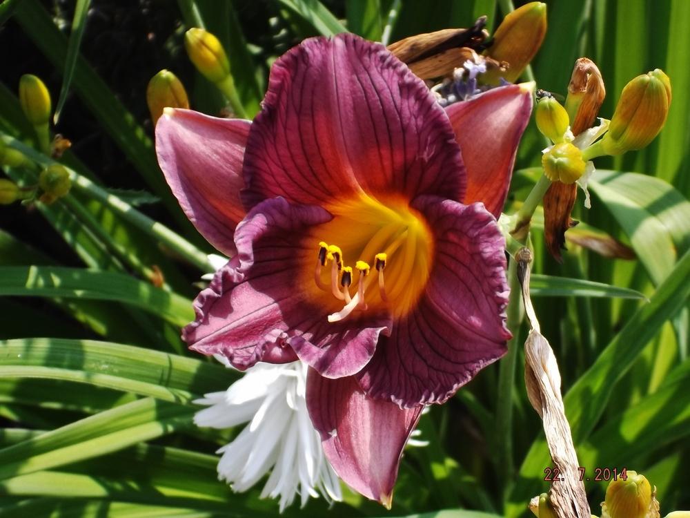 Photo of Daylily (Hemerocallis 'Purple De Oro') uploaded by linjarvis