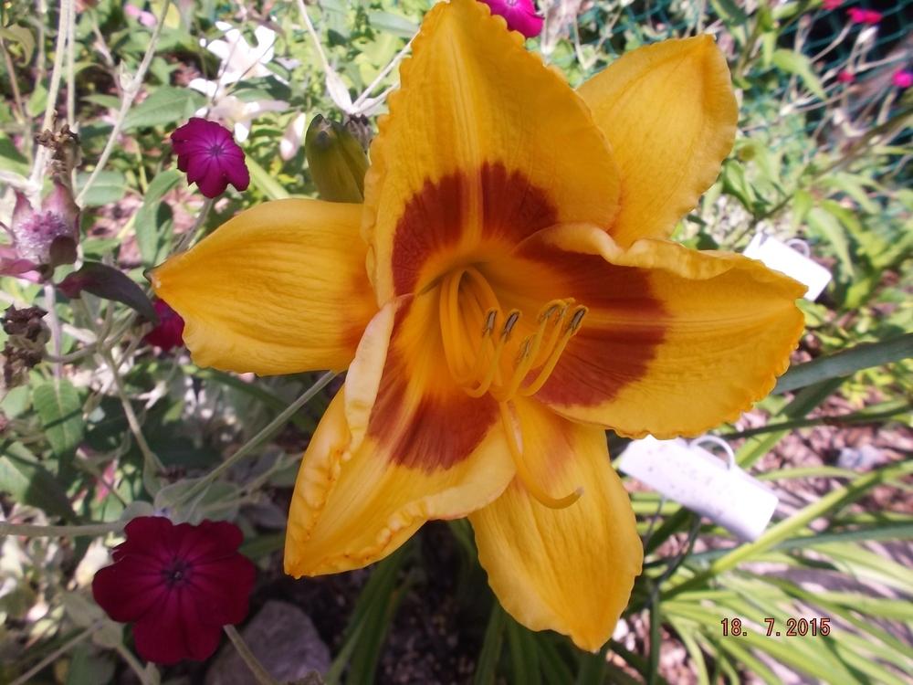 Photo of Daylily (Hemerocallis 'Fooled Me') uploaded by linjarvis