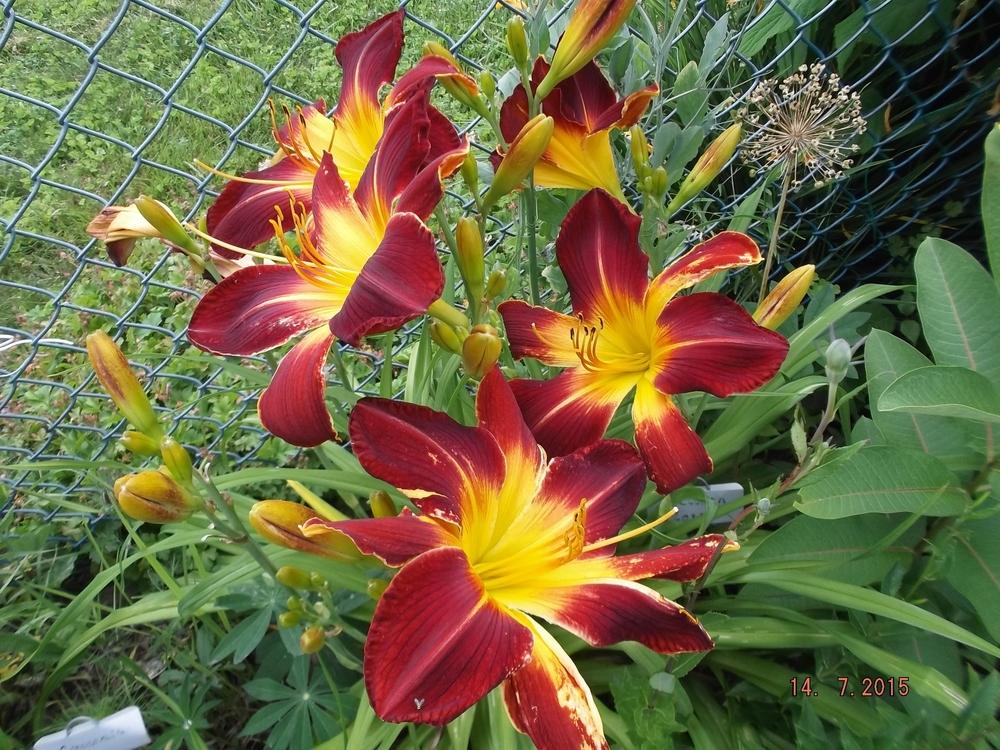 Photo of Daylily (Hemerocallis 'Ruby Spider') uploaded by linjarvis