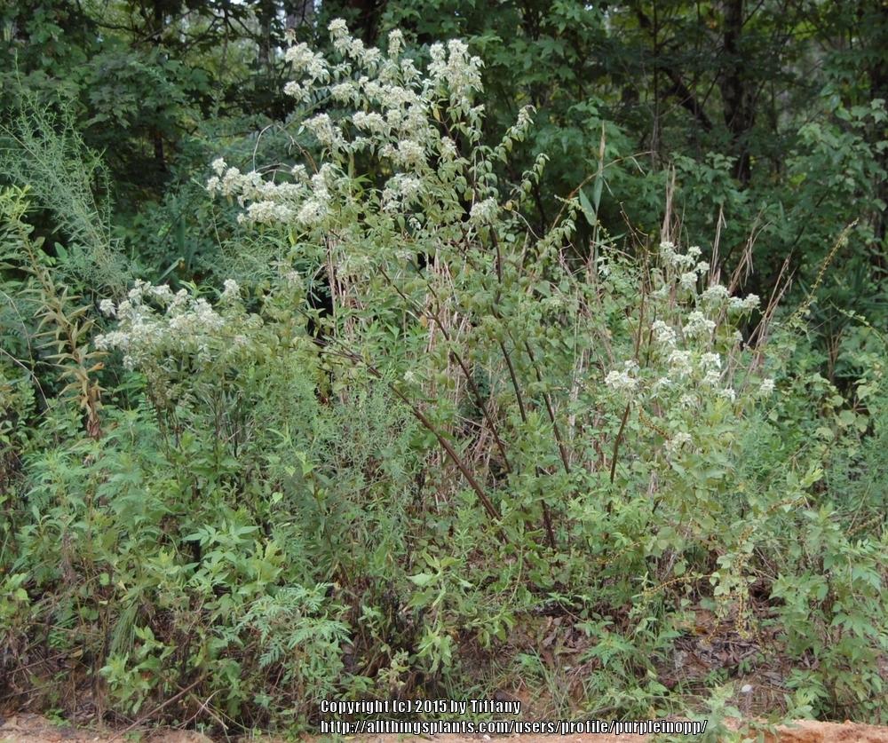 Photo of Hoary Mountain Mint (Pycnanthemum incanum) uploaded by purpleinopp