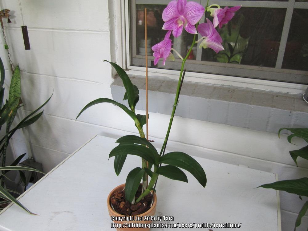 Photo of Orchid (Dendrobium) uploaded by terrafirma
