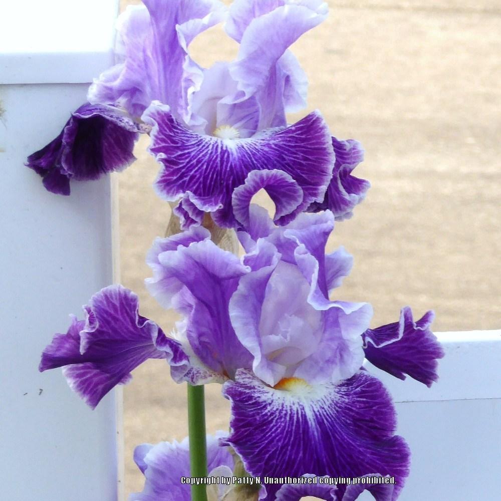 Photo of Tall Bearded Iris (Iris 'Telepathy') uploaded by Patty
