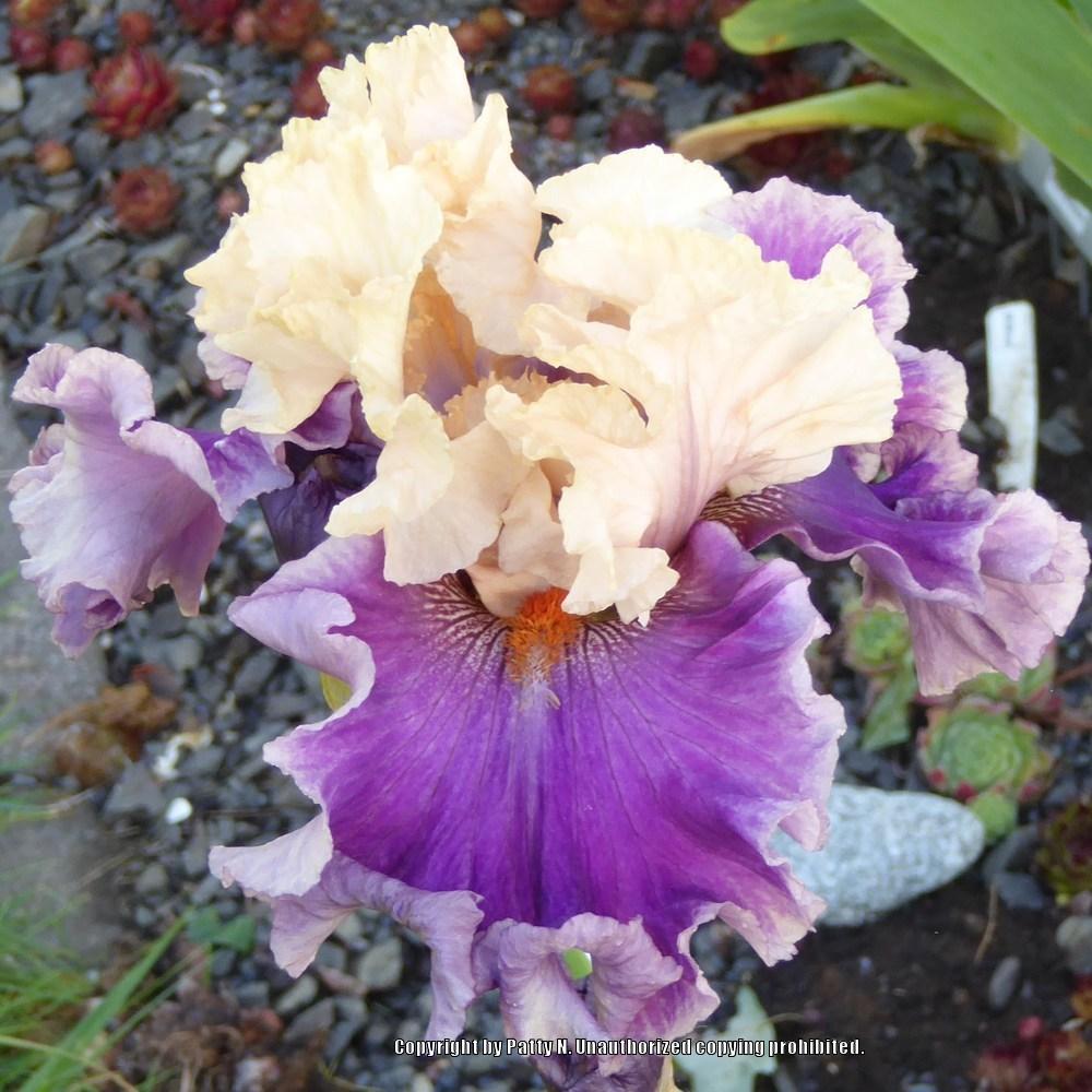 Photo of Tall Bearded Iris (Iris 'Roaring Twenties') uploaded by Patty