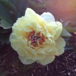 Location: 382 River Road, Pequea, PA 17565
Date: May 26, 2015
Paeonia 'Bartzella' (intersectional peony)