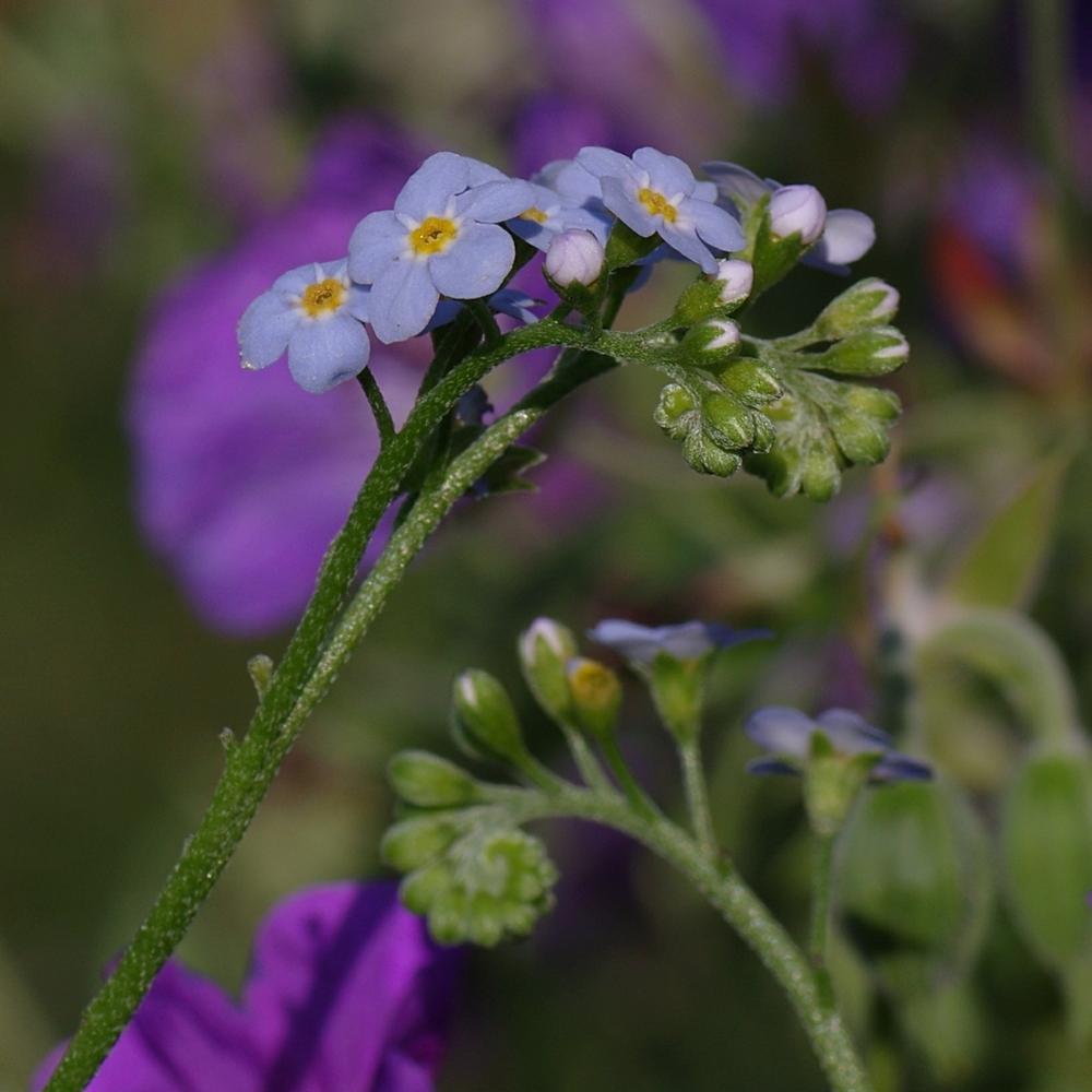 Photo of Water Forget-Me-Not (Myosotis scorpioides) uploaded by dirtdorphins