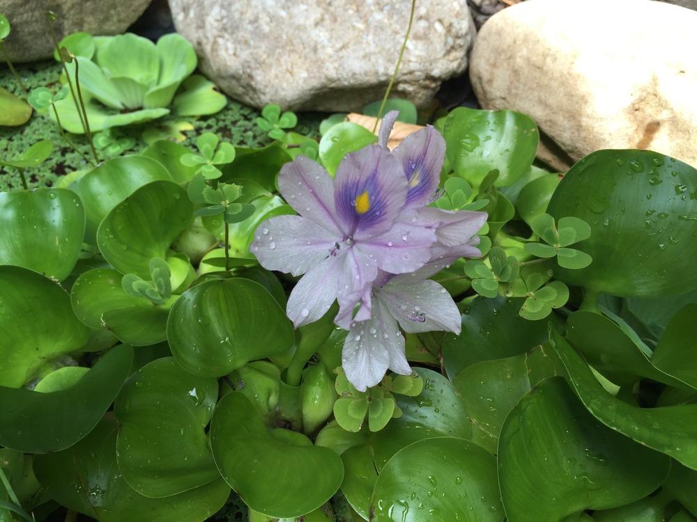 Photo of Water Hyacinth (Eichhornia crassipes) uploaded by pathdoc