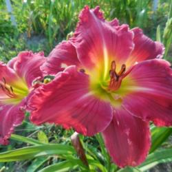 Location: Currie's Daylily Farm
Date: 2015-07-23
