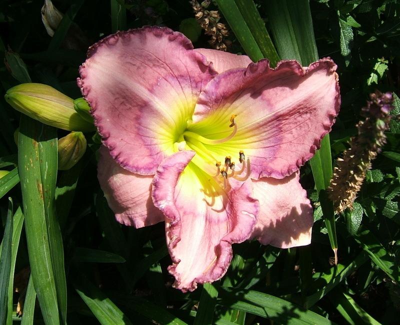 Photo of Daylily (Hemerocallis 'Palace Garden Beauty') uploaded by pirl