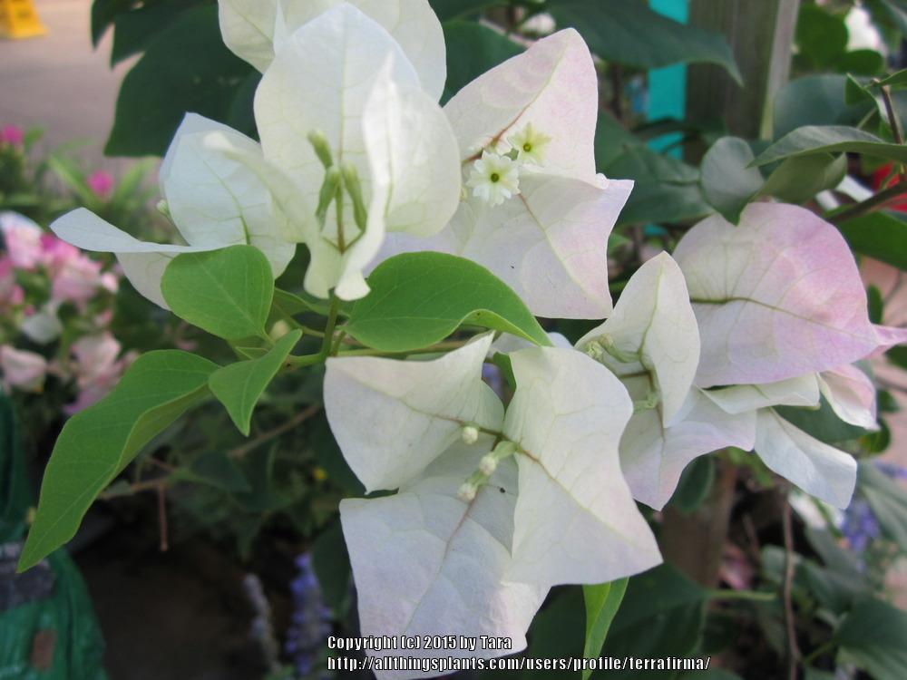 Photo of Paper Flower (Bougainvillea glabra) uploaded by terrafirma
