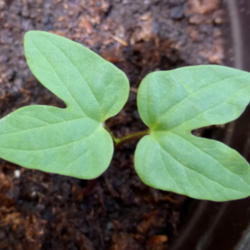 Location: Colima, Colima Mexico (Zone 11)
Date: 2015-08-18
Morning Glory seedling (Ipomoea purpurea 'Star of Yelta")