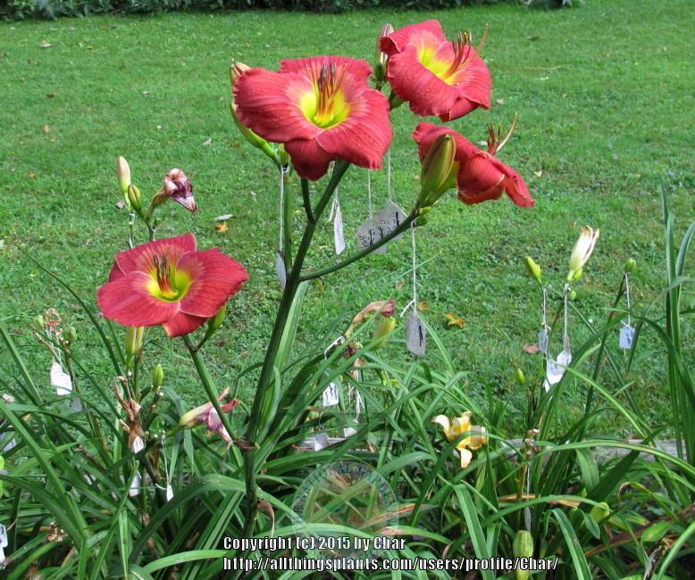 Photo of Daylily (Hemerocallis 'Up on the Roof') uploaded by Char