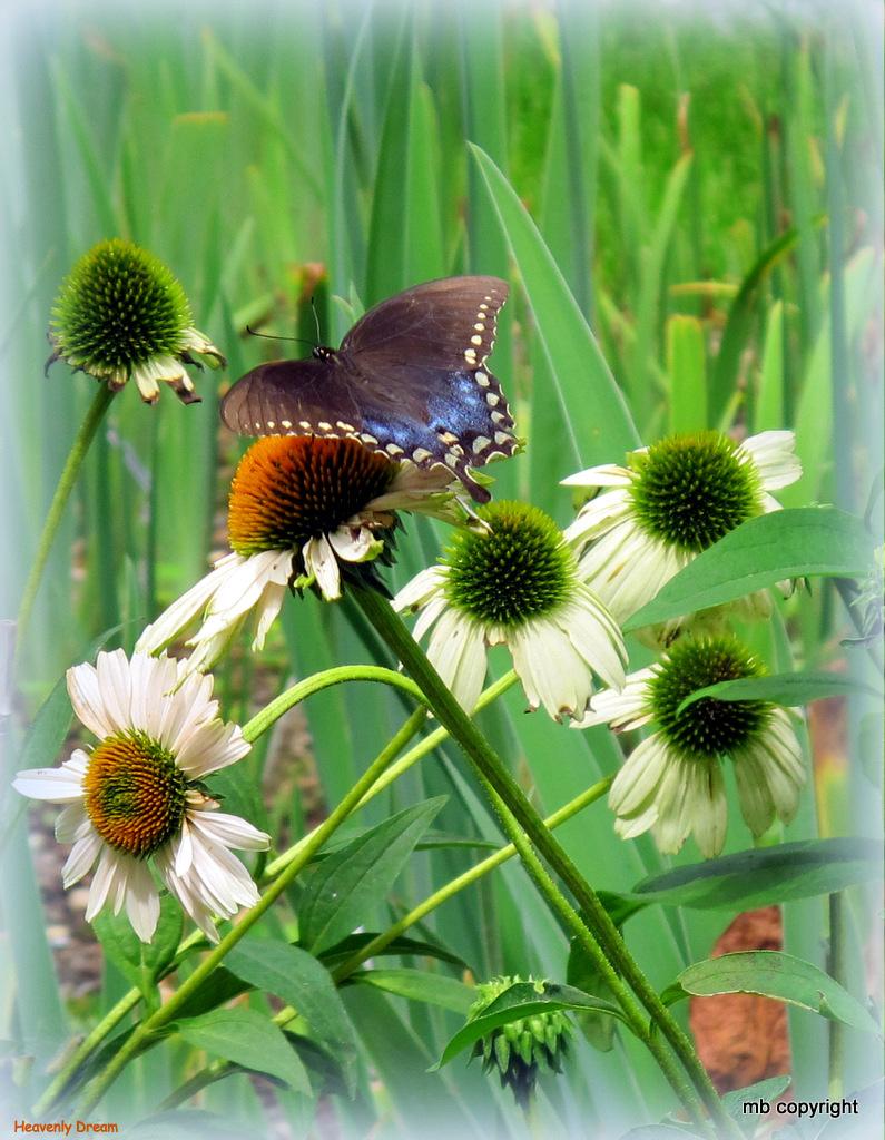 Photo of Coneflower (Echinacea 'Heavenly Dream') uploaded by MargieNY