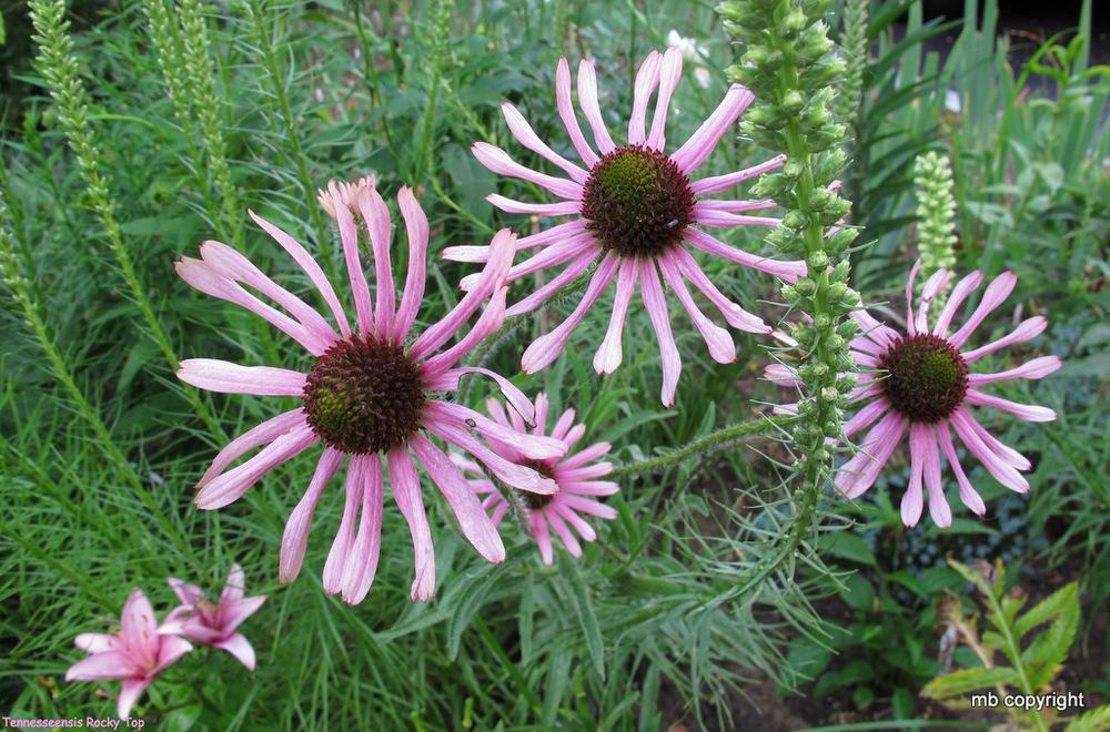 Photo of Tennessee Coneflower (Echinacea tennesseensis 'Rocky Top') uploaded by MargieNY