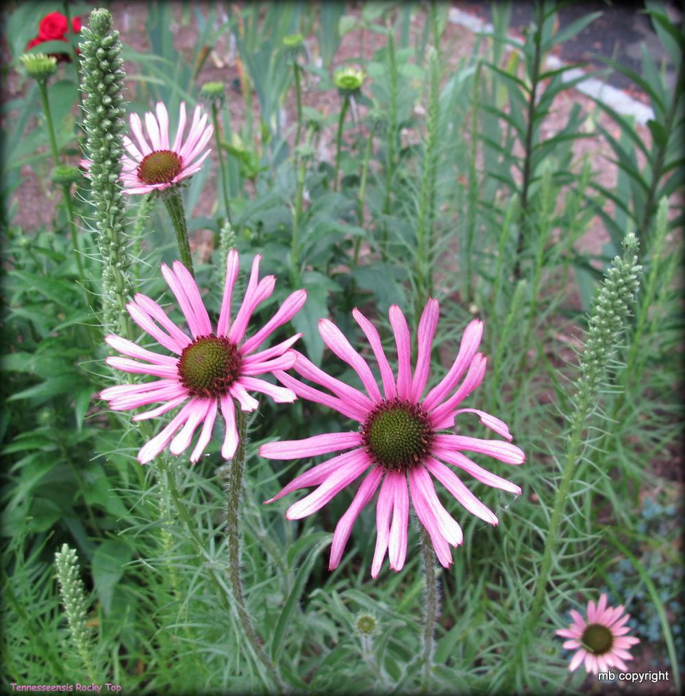 Photo of Tennessee Coneflower (Echinacea tennesseensis 'Rocky Top') uploaded by MargieNY