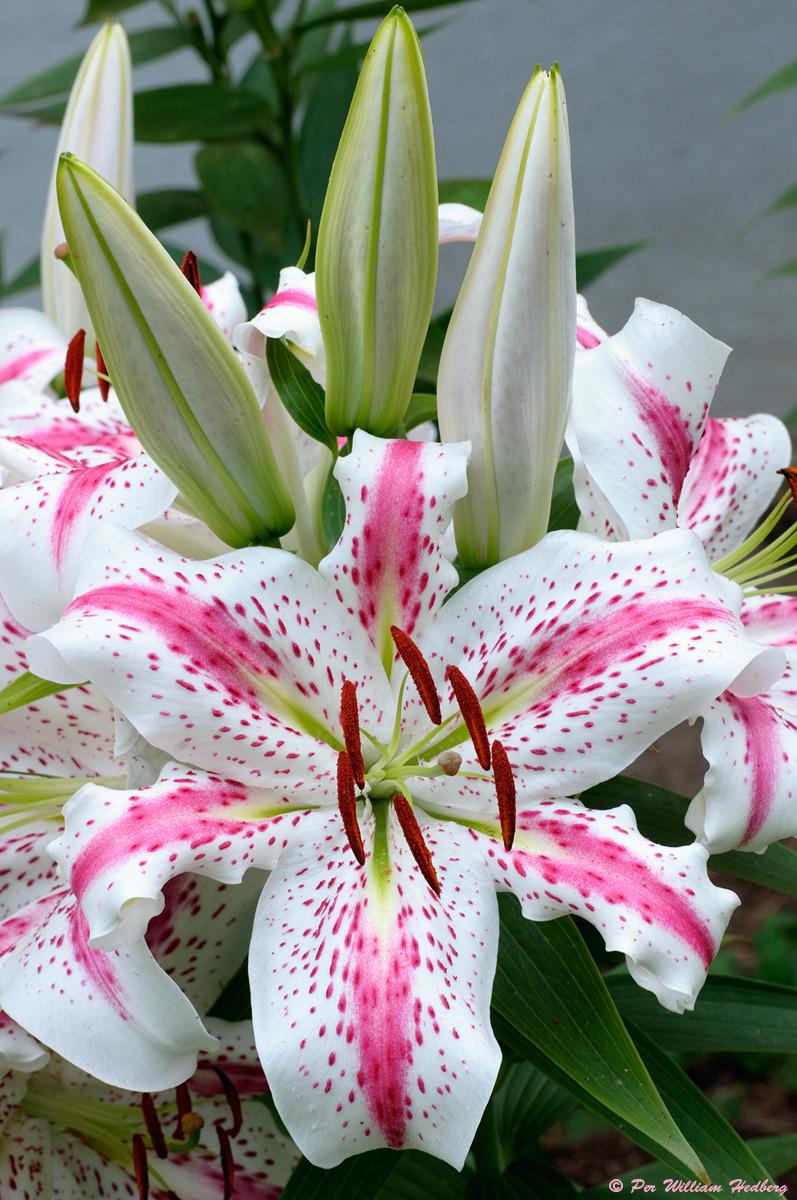 Photo of Lily (Lilium 'Spectator') uploaded by William