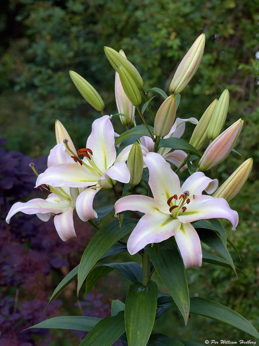 Photo of Lily (Lilium 'Pretty Woman') uploaded by William