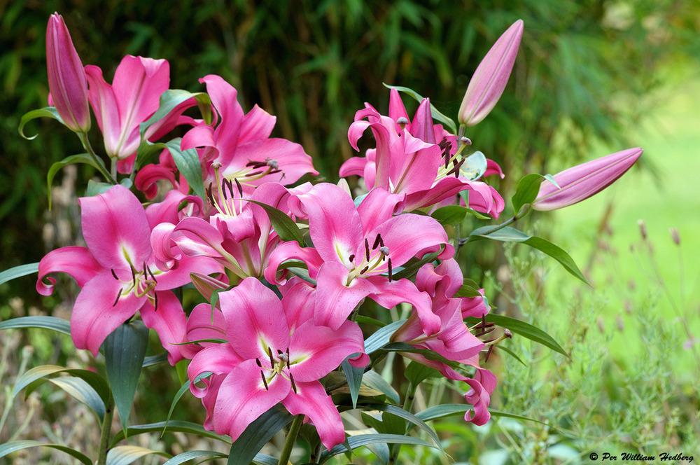 Photo of Lily (Lilium 'Robina') uploaded by William