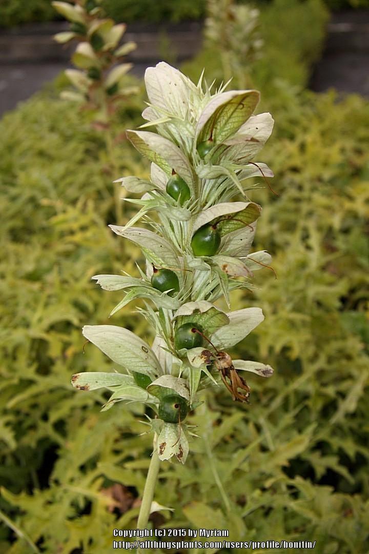 Photo of Bear's Breeches (Acanthus hungaricus) uploaded by bonitin