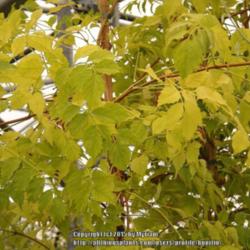 Location: At a nursery, Belgium
Date: 2015-08-18
leaves in late summer.