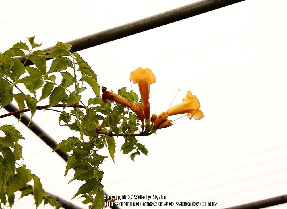 Photo of Yellow Trumpet Vine (Campsis radicans 'Flava') uploaded by bonitin