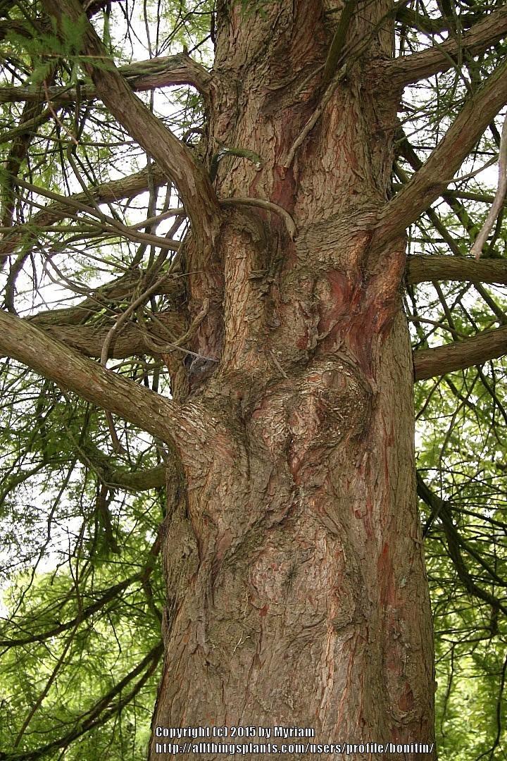 Photo of Dawn Redwood (Metasequoia glyptostroboides) uploaded by bonitin