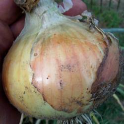 Winter Crops for the South -- Onions