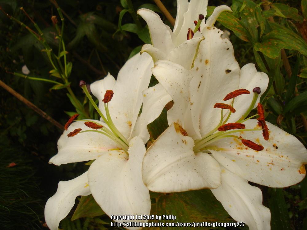 Photo of Lily (Lilium 'Rialto') uploaded by glengarry23
