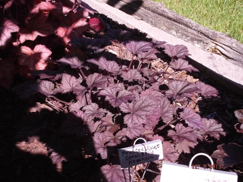 Photo of Coral Bells (Heuchera 'Frosted Violet') uploaded by linjarvis