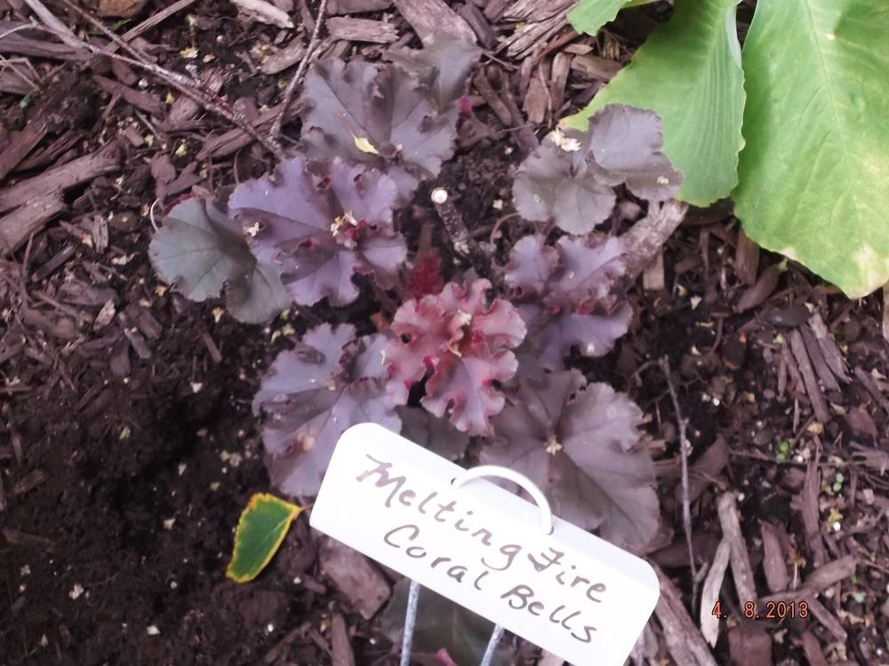 Photo of Coral Bells (Heuchera 'Melting Fire') uploaded by linjarvis