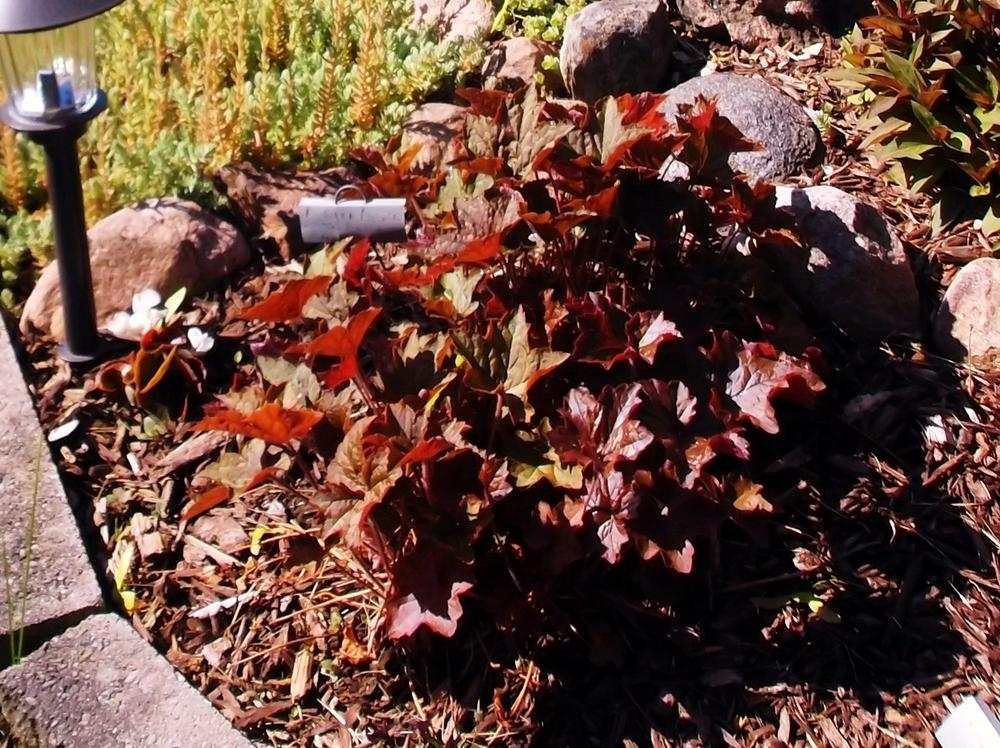 Photo of Coral Bells (Heuchera micrantha 'Palace Purple') uploaded by linjarvis