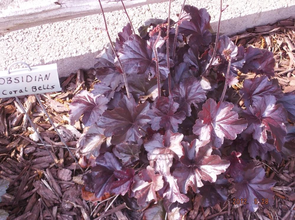 Photo of Coral Bells (Heuchera 'Obsidian') uploaded by linjarvis