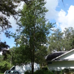 Location: Lutz, FL
Date: 2015-08-20
Leafed out unlike my winter picture.